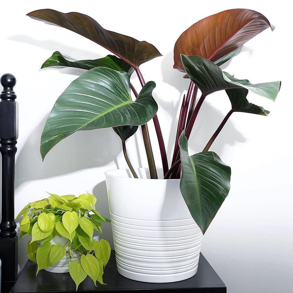 grow philodendron rojo congo indoor