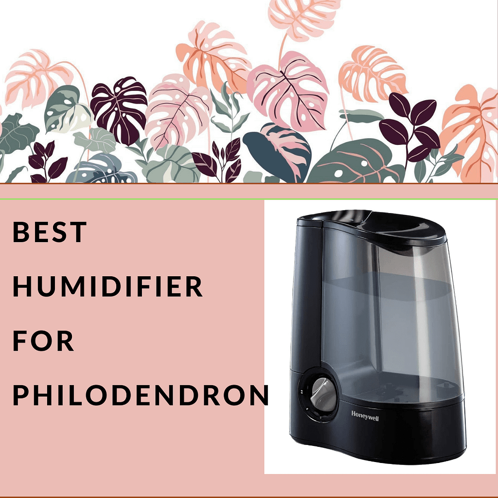 best-humidifier-philodendron