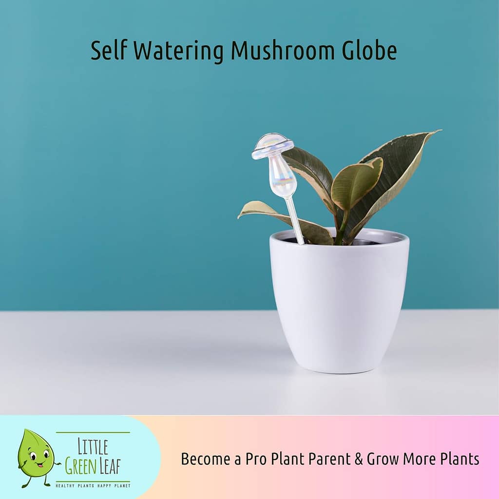 how to water your philodendron 