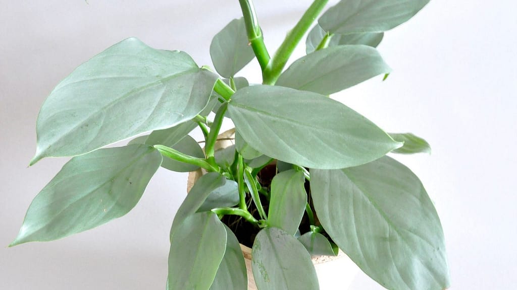 pinch your philodendron hastatum