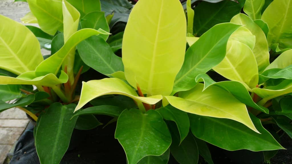 grow and care philodendron moonlight