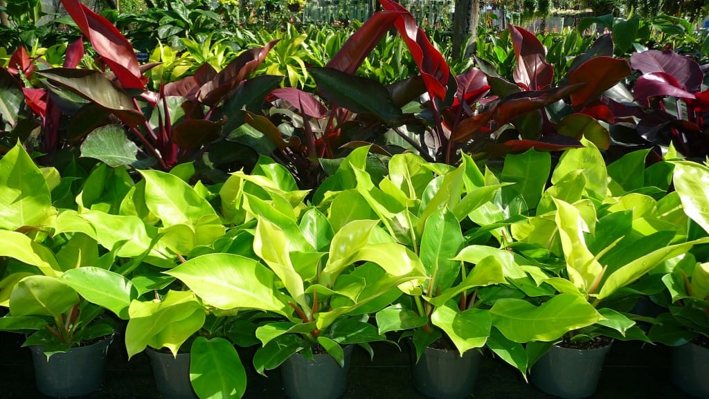 philodendron in the garden landscape