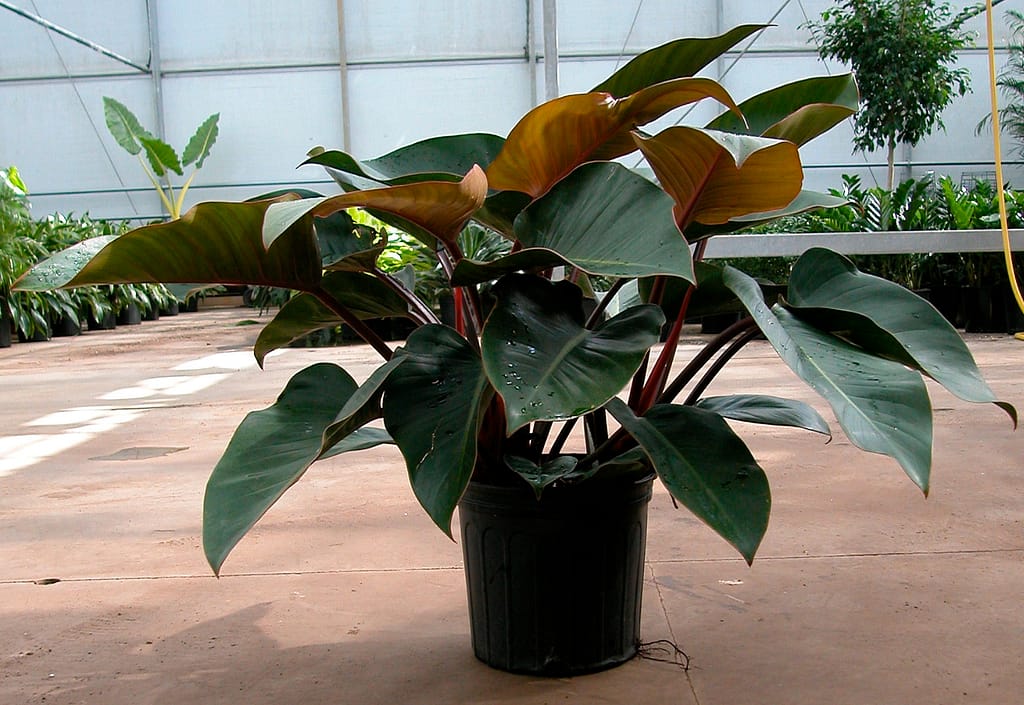 care your philodendron rojo congo 