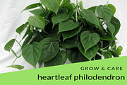 Heartleaf Philodendron Grow And Care Tips