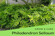 Philodendron Selloum Grow & Care