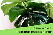 Split Leaf Philodendron Grow & Care Tips