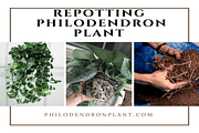 Repotting Philodendron Plant Is Easy