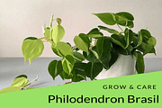 Philodendron Brasil Grow & Care Tips