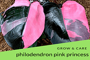 Philodendron Pink Princess Grow & Care