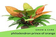 Philodendron Prince Of Orange Grow & Care Tips