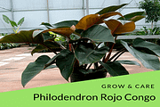 Philodendron Rojo Congo Care & Grow Tips