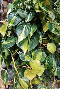 pruning-philodenron | philodendronplant.com