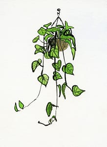 tips-growing-philodendron |philodendron.com