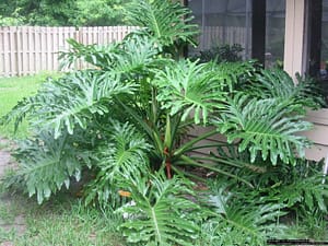 Philodendron Selloum | philodendronplant.com
