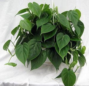 heartleaf_philodendron | philodendronplant.com