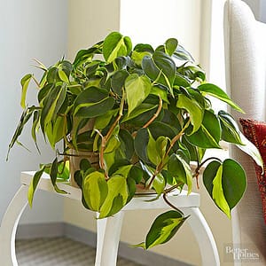 how-to-grow-care-philodendron |philodendron.com