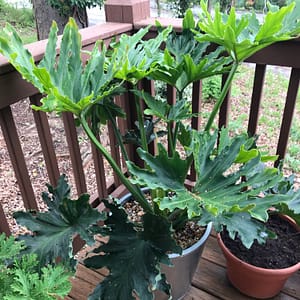 philodendron-selloum-care2 | philodendronplant.com