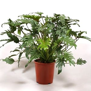 philodendron Xanadu | philodendronplant.com