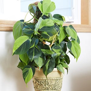 philodendron-brasil-care