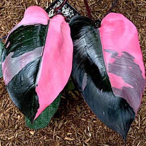 give maximum coloration to philodendron pink princess