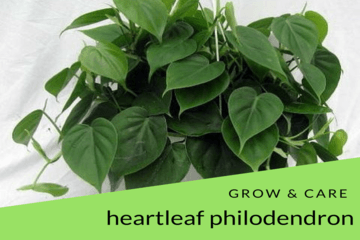 heart;eaf-philodendron | philodendronplant.com