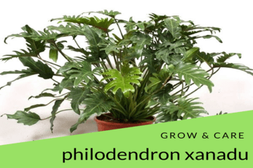 philodendron-xandu | philodendronplant.com