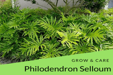 care-philodendron-selloum | philodendronplant.com