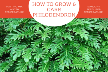 how to grow philodendron |philodendronpplant.com