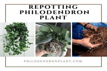 repotting_philodendron_plant| philodendronplant.com