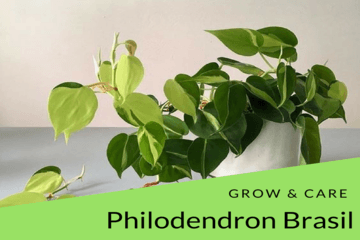 philodendron-brasil-grow-care-tips } philodendronplat.com