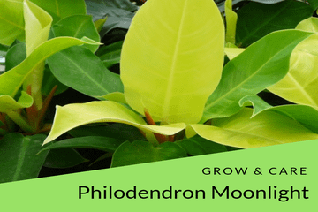 Philodendron Moonlight grow and care tips