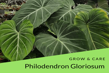 how to grow and care Philodendron gloriosum