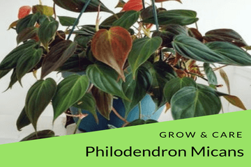 philodendron micans care| philodendronplant.com
