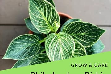 how to care philodendron birkin