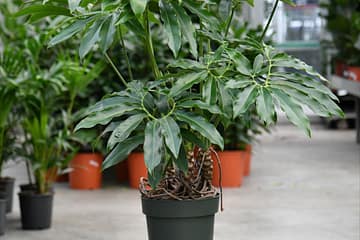 Philodendron Fun Bun Care & Grow Tips