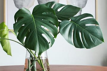 how to water your philodendron