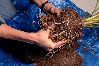 repotting-philodendron-plant1 | philodendronplant.com