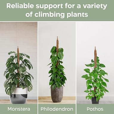 where can i buy succulent plants Mini Succulents (2in pots)  In Succulent Love