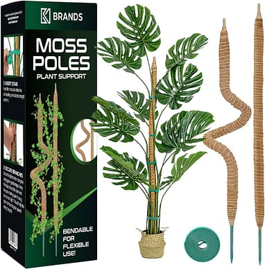 is zz plant a succulent Variegated ZZ Plant- Zamioculcas Zamiifolia Variegata - beautiful succulent