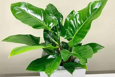 Philodendron Imperial Green Grow & Care Tips - Philodendron Plant