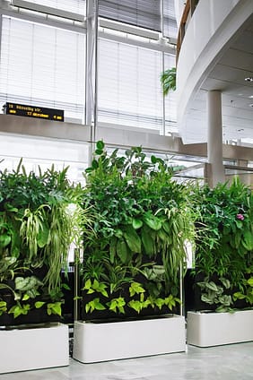 variegated house plant Variegated Philodendron 'Birkin' : Tropical Live Plant - Great for  Beginners - (6” Pot) – Unlimited Variegation - Easy Plant Care