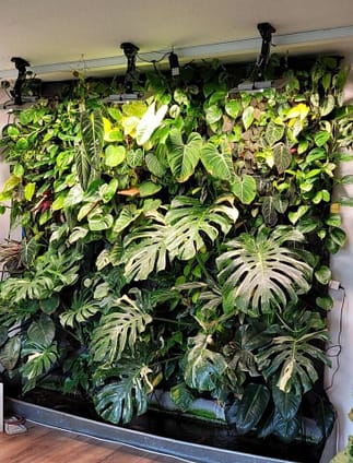care instructions for split leaf philodendron Monstera Deliciosa (Split Leaf Philodendron) main image 0