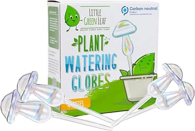 scientific name for snake plant Snake Plant 'Laurentii'