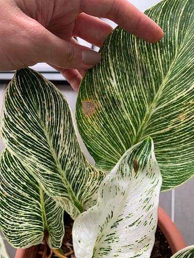 Philodendron Birkin Grow & Care Tips - Philodendron Plant