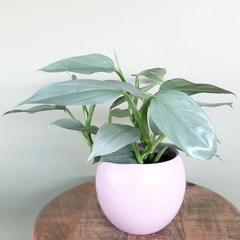 grow and care your your philodendron hastatum