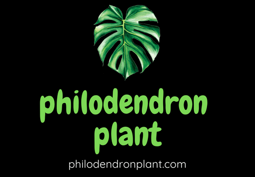 Philodendron Plant