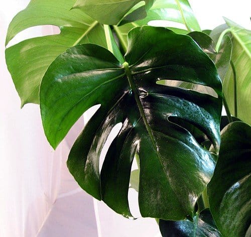 buy-split-leaf-philodendron