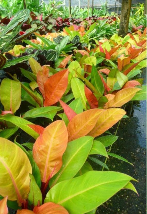 beautiful philodendron prince of orange