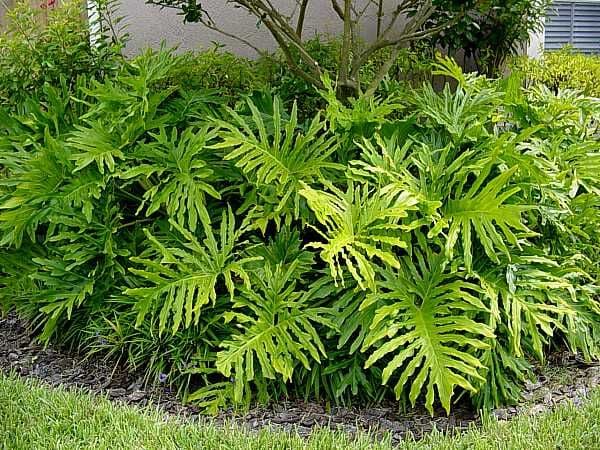 philodendron-selloum-care3 | philodendronplant.com