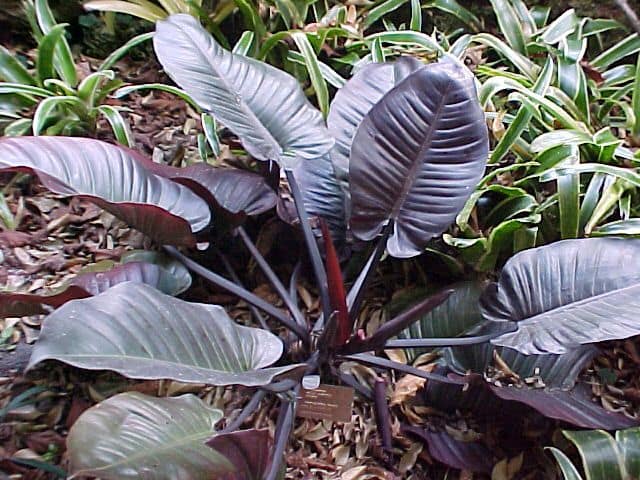 how to propagate black cardinal?